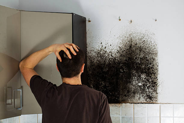 Professional Mold Remediation in West Hattiesburg, MS